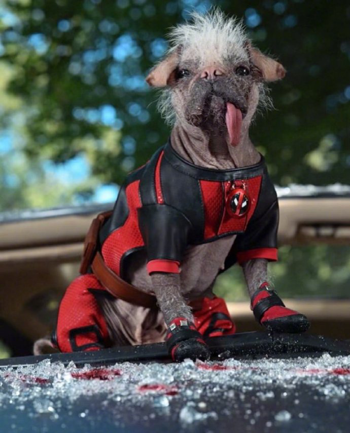 《死侍狗亮相漫威新片《死侍3》 搞怪一脉相承》-以宠物之姿出现的死侍在漫威的第三部电影中引爆笑点，保持了一贯搞怪风格。